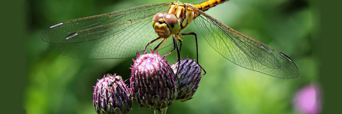 Γαϊδουράγκαθο: Ιδιότητες και Τρόπος Λήψης