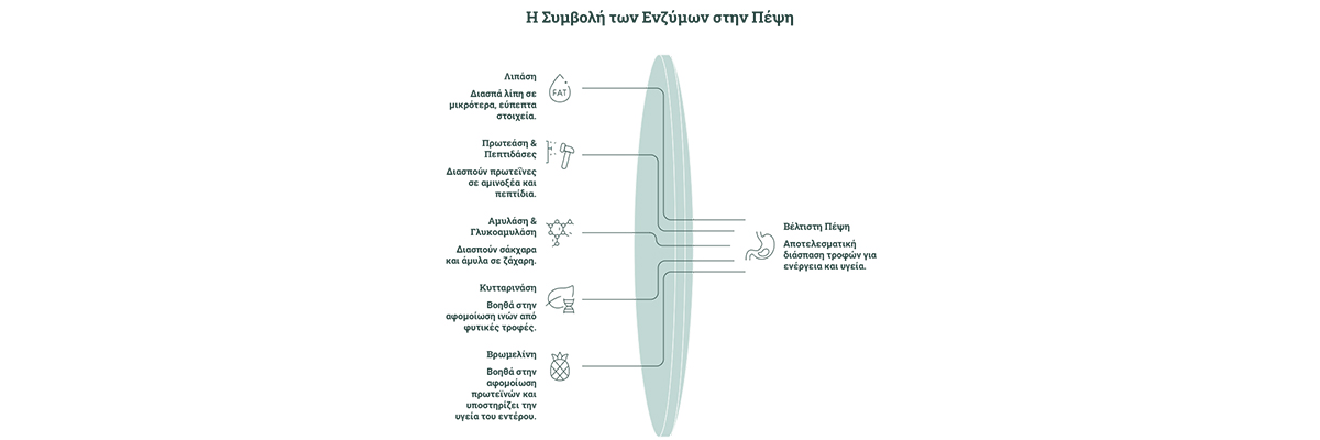 Πεπτικά Ένζυμα: Το Απαραίτητο «Sine Qua Non» για την Πέψη και την Ευεξία σας