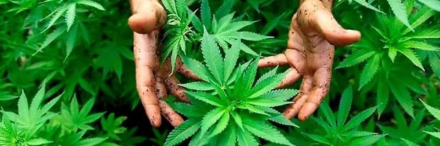 Quels sont les risques du cannabis?